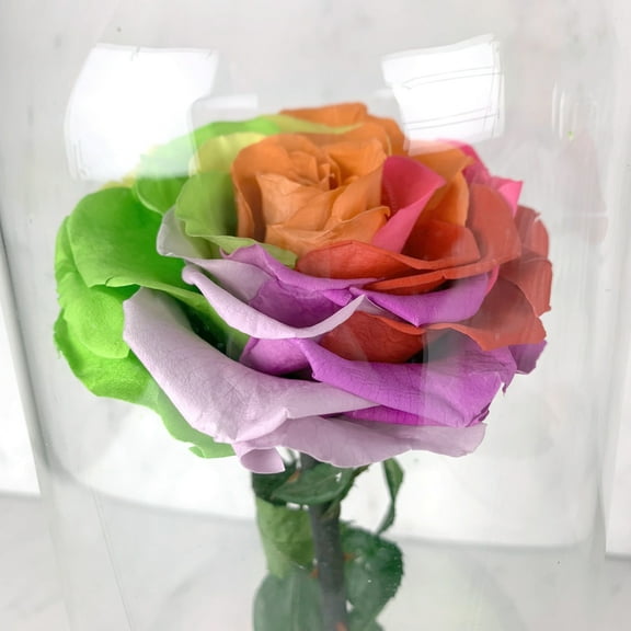 11" Enchante Forever Rose in Beauty and the Beast Dome, Wedding Anniversary Birthday Valentine's Day Mother's Day Gift Eternity Flower, Rainbow