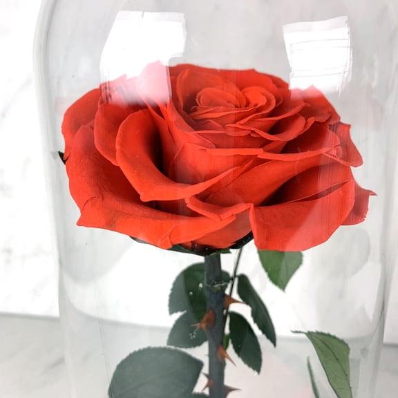 11" Enchante Forever Rose in Beauty and the Beast Dome, Wedding Anniversary Birthday Valentine's Day Mother's Day Gift Eternity Flower, Red