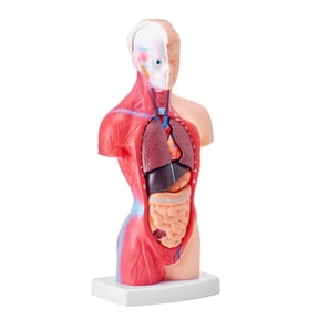 Human Body Model 15 Parts, 11 inch Anatomical Skeleton Model, Removable Organs, Educational Teaching Tool for Students, Science Learning