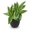 thumbnail image 1 of 11 Inch Artificial Snake Plants in Pots Fake Tropical Sansevieria Small Potted Plants Desk Table Top Decor 20 Leaves Fake Laurentii Indoor Outdoor Home Decor Trifasciata ‘Hahnii’, 1 of 6