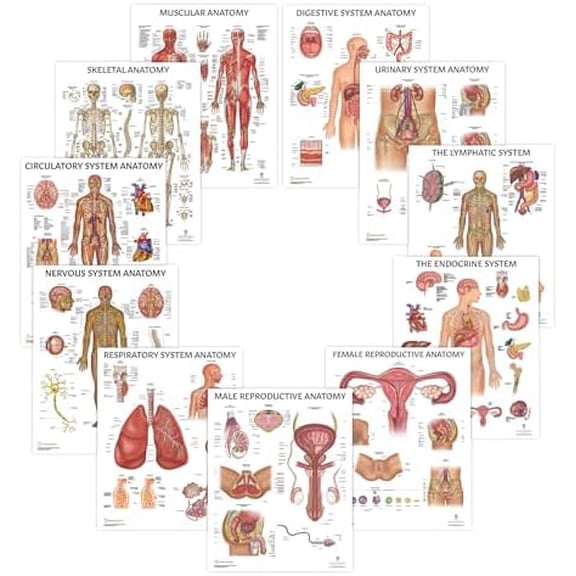 11 PACK Human Body Systems Anatomy Poster Set, LAMINATED, Anatomy and Physiology, 17.3 x 22.5 Inches, Body System Diagram, Anatomical Charts for Education Learning and Students$$Other
