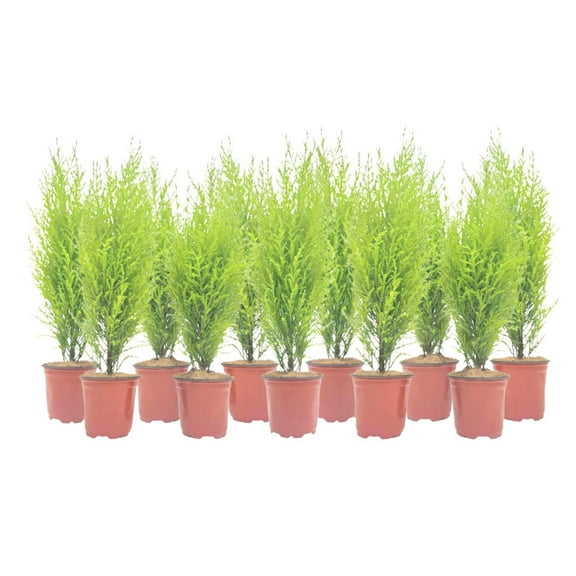 11-PK Live Dwarf Lemon Cypress, Cupressus macrocarpa Goldcrest Wilma, Live Indoor Tree, Houseplant, Garden Plant, Fragrant Plant, 4.5-in Pot(s)