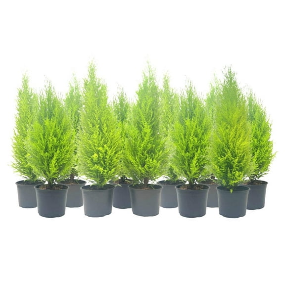 11-PK Live Dwarf Lemon Cypress, Cupressus macrocarpa Goldcrest Wilma, Live Indoor Tree, Houseplant, Garden Plant, Fragrant Plant, 6.0-in Pot(s)