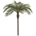 thumbnail image 1 of 11 ft. Coconut Palm Tree, Green, 1 of 1