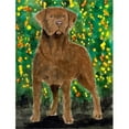 thumbnail image 1 of 11 x 15 In. Chesapeake Bay Retriever Flag, Garden Size, 1 of 1
