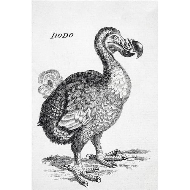 11 x 17 in. 18th Century Drawing of The Now Extinct Dodo Bird of ...