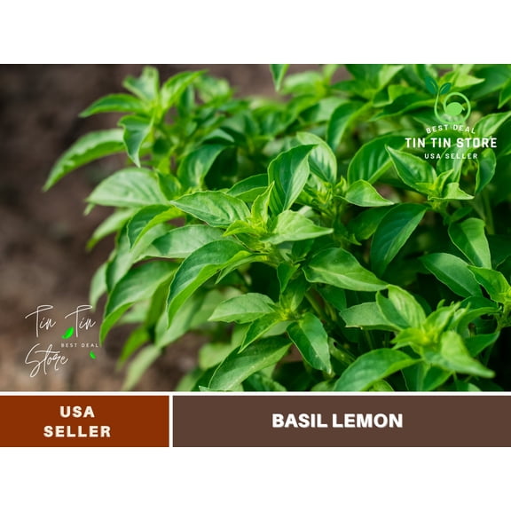 110 SEEDS~ Basil lemon seeds, Thai Basil Seeds - Authentic Seeds ~ Seeds~Flower seeds~ vegetable seeds~ Asian Garden~ flowers~ herbsB5G1