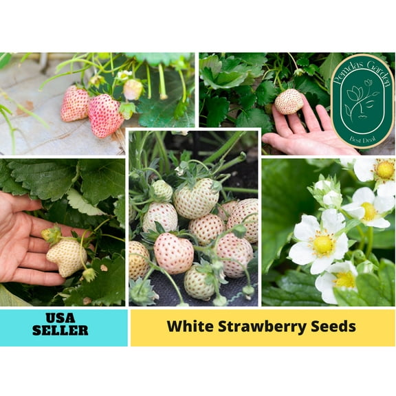110 seeds| White Strawberry Seeds- Authentic Seeds ~ GMO Free ~ Seeds~Flower seeds~ Vegetable seeds~ Asian Garden~ Flowers~ Herbs B5G1