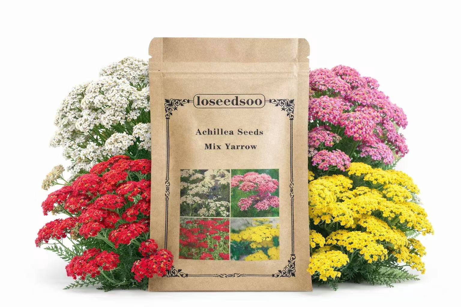 12,000+ Achillea Mix Yarrow Seeds (2g)  Heirloom Perennial Flower Seeds  for Planting Outdoors, Drought-Tolerant, Long Blooming, Butterfly Friendly  - Walmart.com