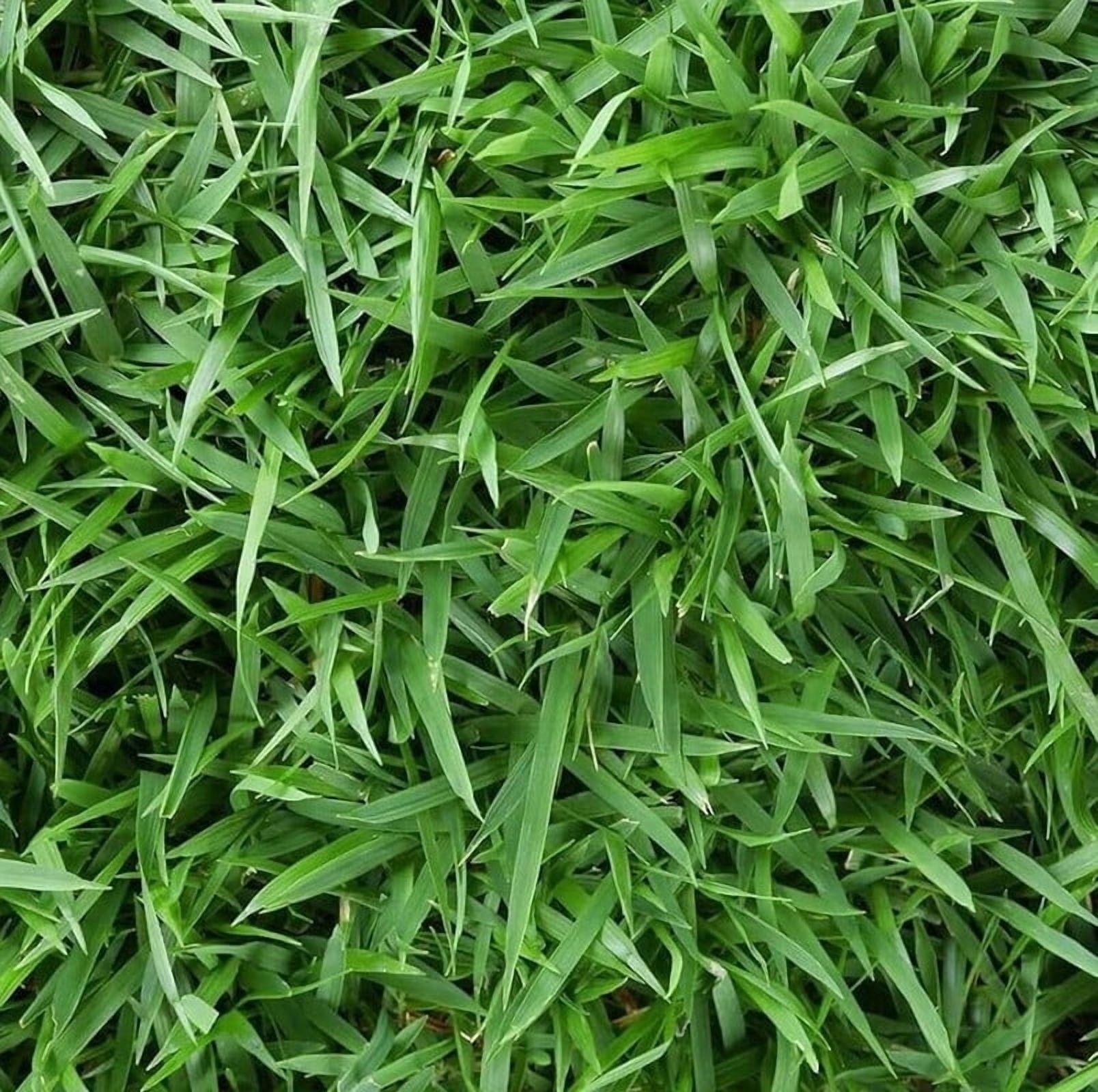 12,000 Emerald Zoysia Grass Seeds - Zoysia 'Emerald' - Lawn Grass