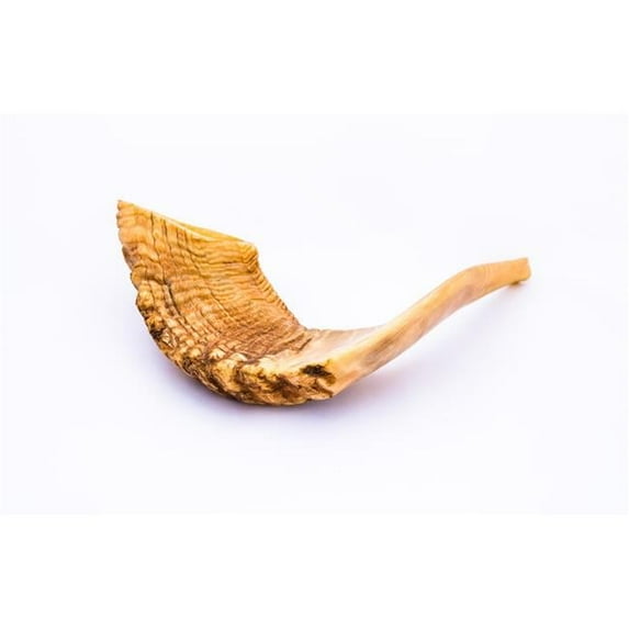 12-14 in. Rams Horn Mini Shofar