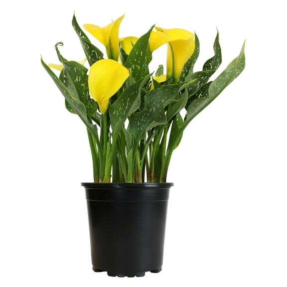 Altman Plants Yellow Calla Lily (12-15"), Flowering Plant, 1 gal Pot, Live Plants, Full to Part Sun