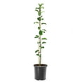 thumbnail image 1 of Expert Gardener 1-1.5 ft tall Anna Apple Live Tree in 1-Gallon Grower Pot, 1 of 5
