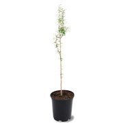 12-18 in. Bald Cypress in Nursery Pot