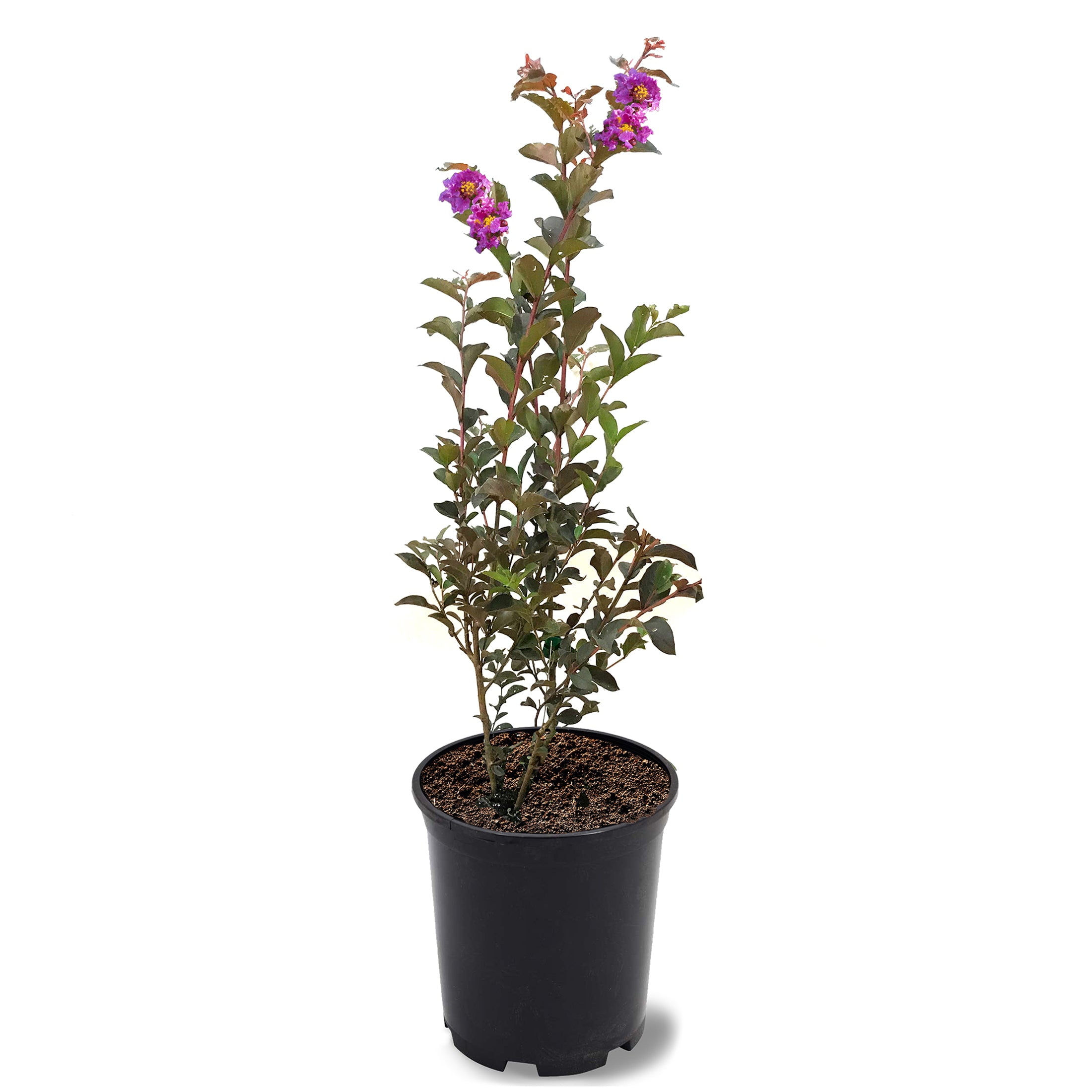 Black Diamond Blooms 1-1.5 ft tall Lavender Lace Crape Myrtle Live Tree in 1-Gallon Grower Pot