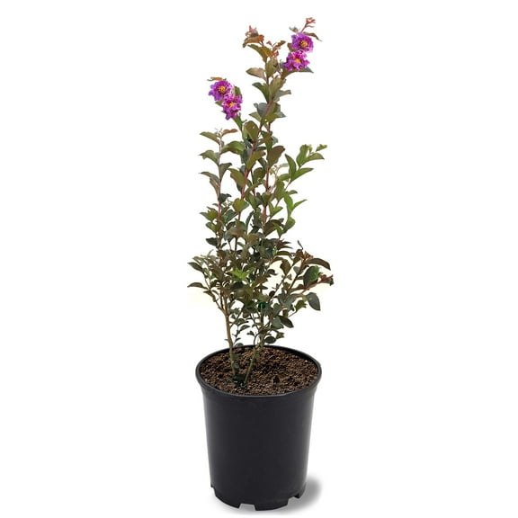 Black Diamond Blooms 12-18 in. tall Lavender Lace Crape Myrtle Live Tree in 1-Gallon Grower Pot