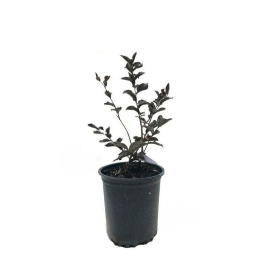 12-18 in. Black Diamond Purely Purple Crape Myrtle in Nursery Pot