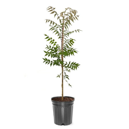 Expert Gardener Chinese Pistache Shade Tree, 1-1.5 ft Tall, 1-Gallon Grower Pot