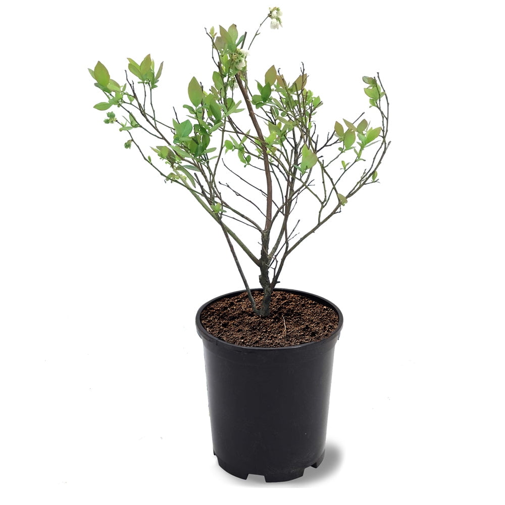 Expert Gardener 1-1.5 ft tall Climax Rabbiteye Blueberry Live Shrub in 1-Gallon Grower Pot