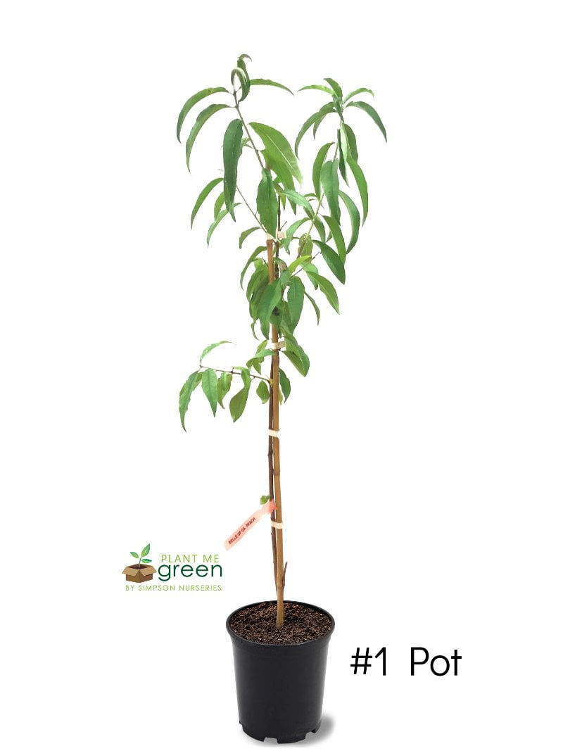 Expert Gardener 12" Tall Pink Contender Peach Live Plants in 11" Grower Pot