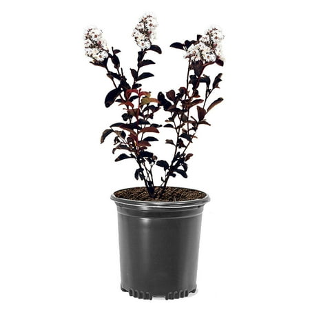 Black Diamond Blooms 1-1.5 ft tall Crystalline Crape Myrtle Live Tree in 1-Gallon Grower Pot