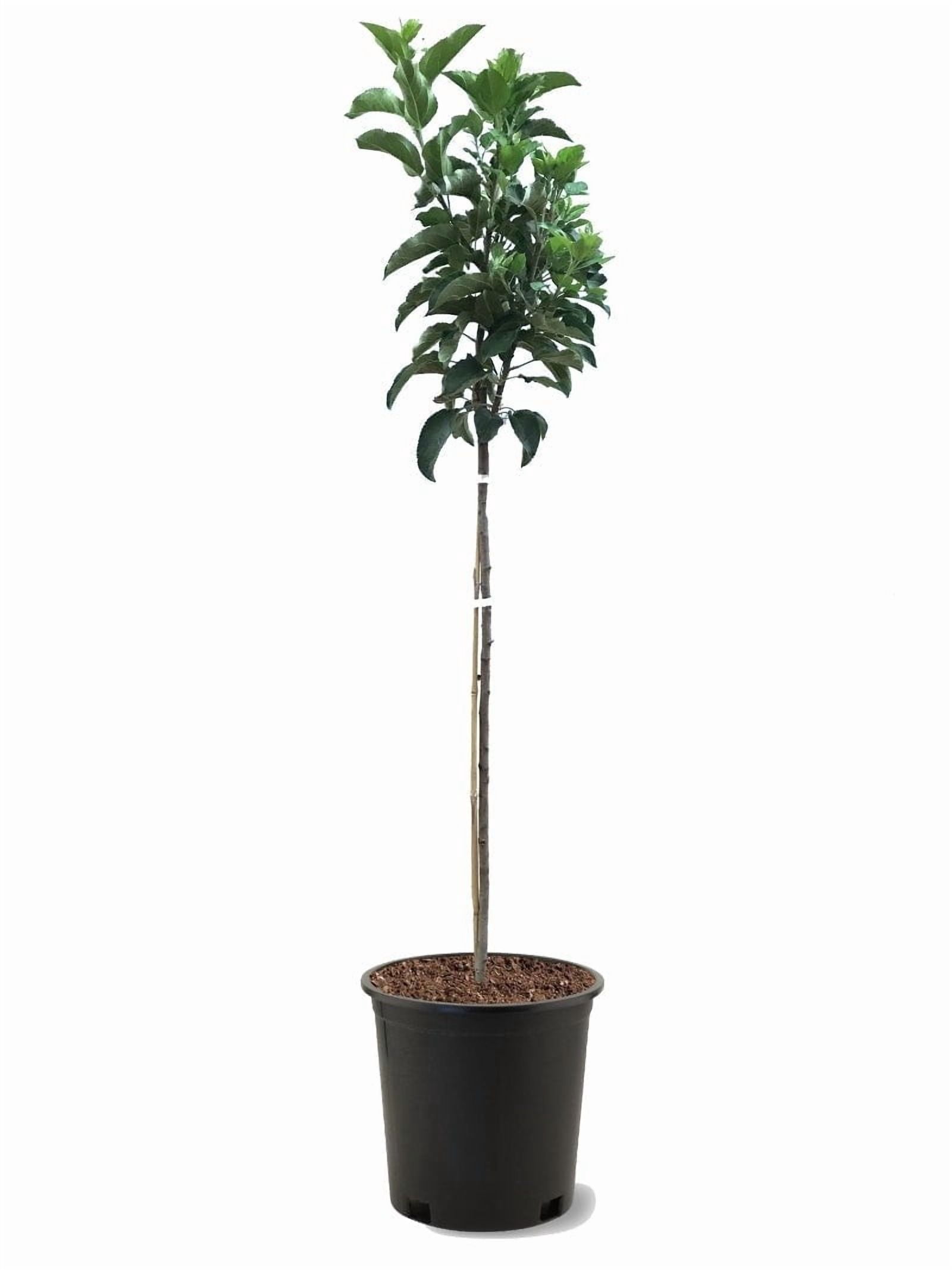 Expert Gardener 1-1.5 ft tall Fuji Apple Live Tree in 1-Gallon Grower Pot