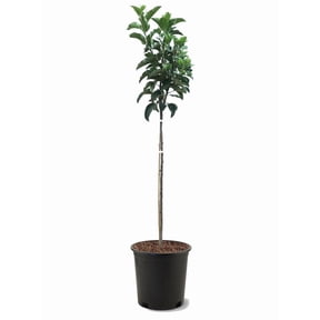 Expert Gardener 1-1.5 ft tall Fuji Apple Live Tree in 1-Gallon Grower Pot