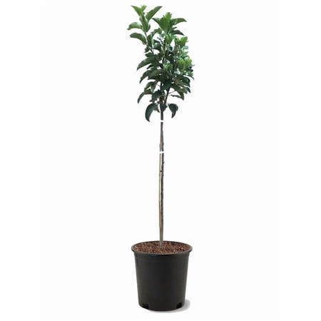 Expert Gardener 1-1.5 ft tall Fuji Apple Live Tree in 1-Gallon Grower Pot