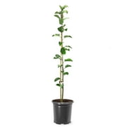 Expert Gardener 1.5- 2 ft tall Gala Apple Live Tree in 1-Gallon Grower Pot
