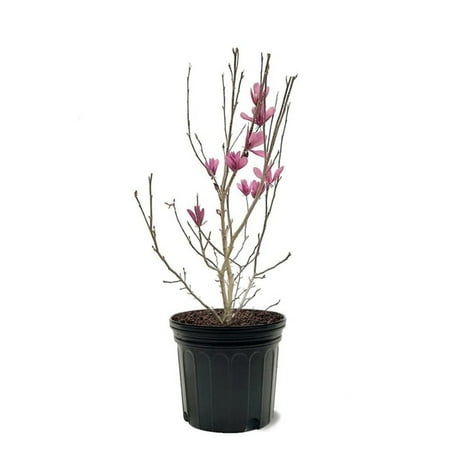 Expert Gardener 1-1.5 ft tall Jane Japanese Magnolia Live Tree in 1-Gallon Grower Pot