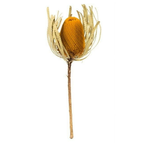 12-18 in. Jumbo Aspen Gold Banksia Flower Stems