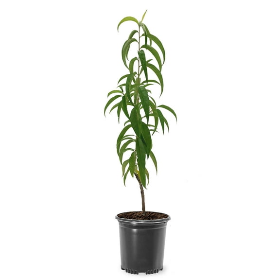 Expert Gardener 1-2 ft. tall June Red Peach Live Tree in 1-Gallon Grower Pot