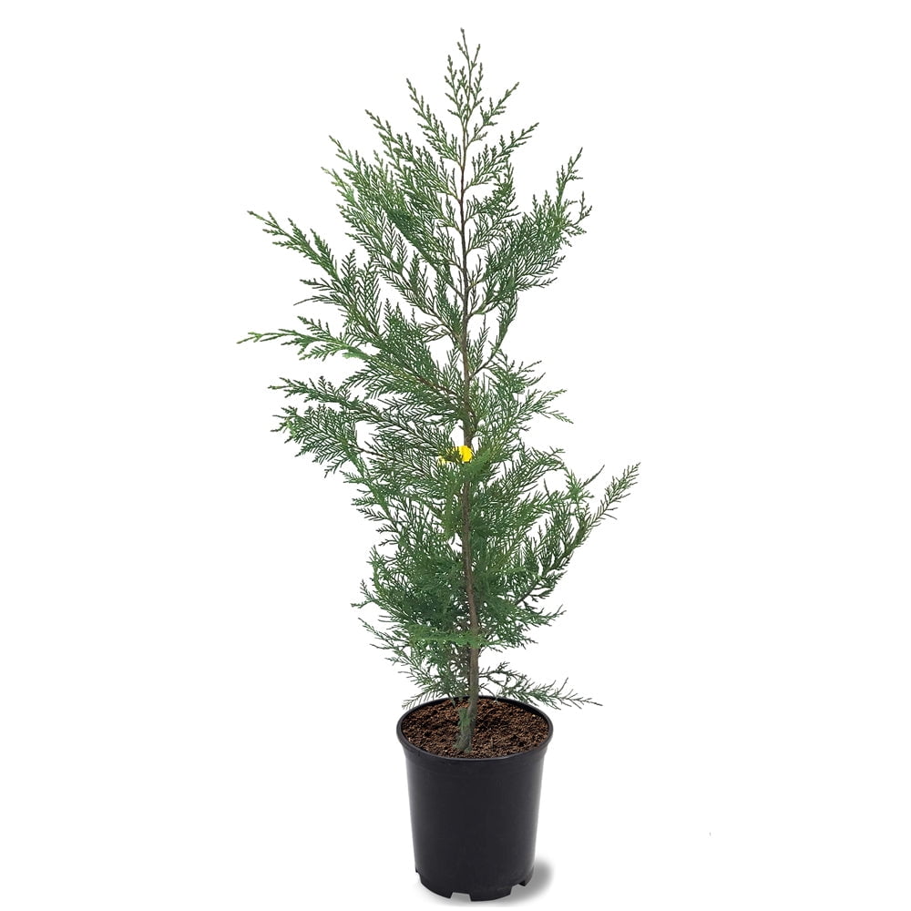 Expert Gardener 1-1.5 ft tall Leyland Cypress Live Shrub in 1-Gallon Grower Pot
