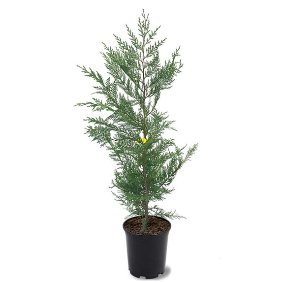Expert Gardener 1-1.5 ft tall Leyland Cypress Live Shrub in 1-Gallon Grower Pot