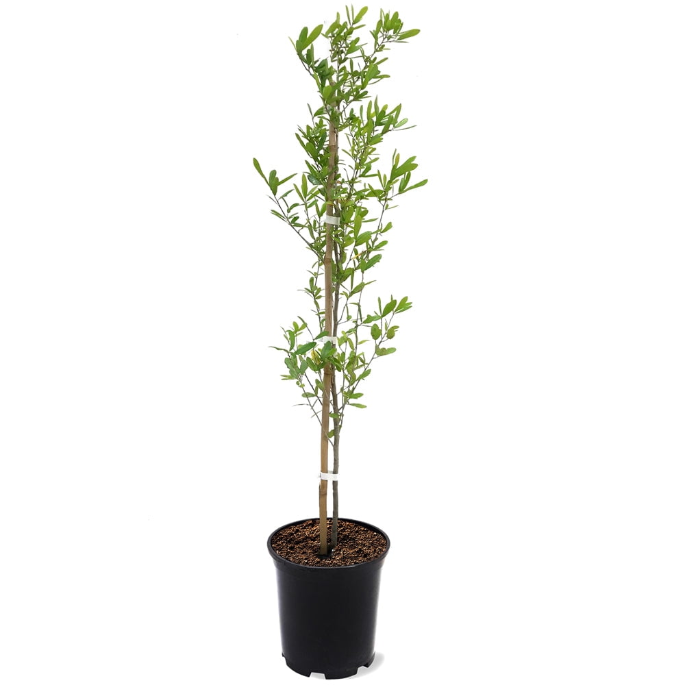 Expert Gardener 1-2 ft. tall Southern Live Oak Live Tree in 1-Gallon Grower Pot