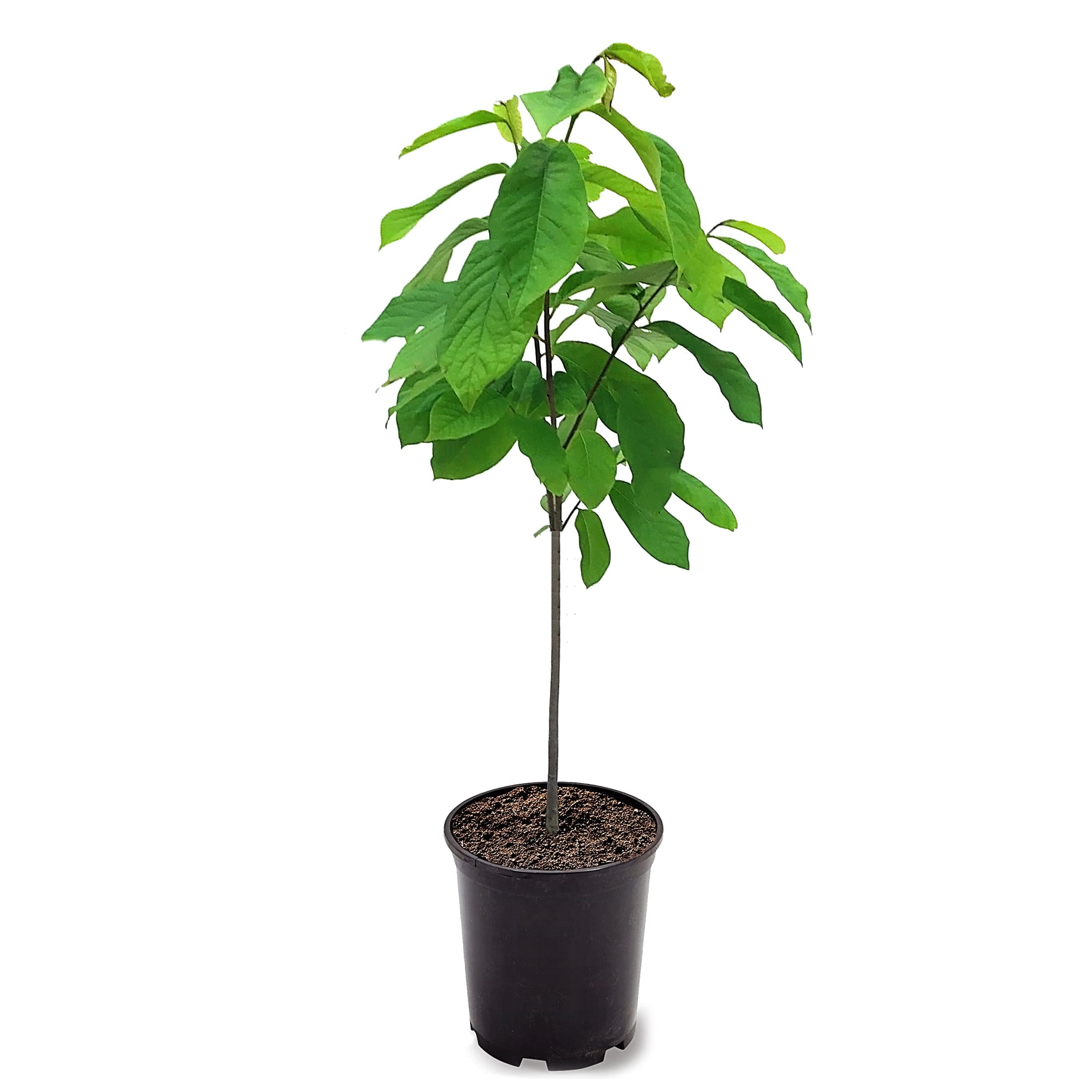 Expert Gardener 1-1.5 ft tall Paw Paw Live Tree in 1-Gallon Grower Pot