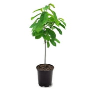 Expert Gardener 1-1.5 ft tall Paw Paw Live Tree in 1-Gallon Grower Pot