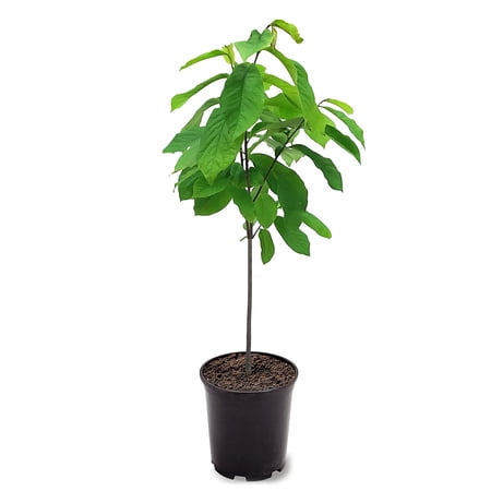 Expert Gardener 1-1.5 ft tall Paw Paw Live Tree in 1-Gallon Grower Pot