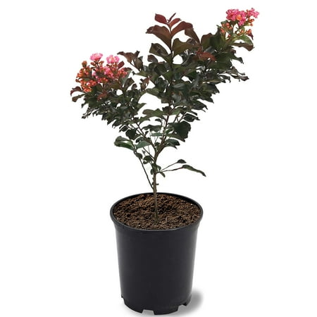 First Editions 1-1.5 ft tall Plum Magic Crape Myrtle Live Tree in 1-Gallon Grower Pot
