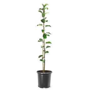 Expert Gardener 1.5- 2 ft tall Red Delicious Apple Live Tree in 1-Gallon Grower Pot
