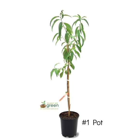 Expert Gardener 1-2 ft. tall Ruston Red Peach Live Tree in 1-Gallon Grower Pot