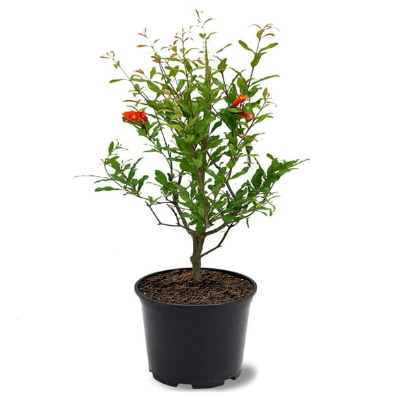 Expert Gardener 1-1.5 ft tall Salavatski Pomegranate Live Tree in 1-Gallon Grower Pot