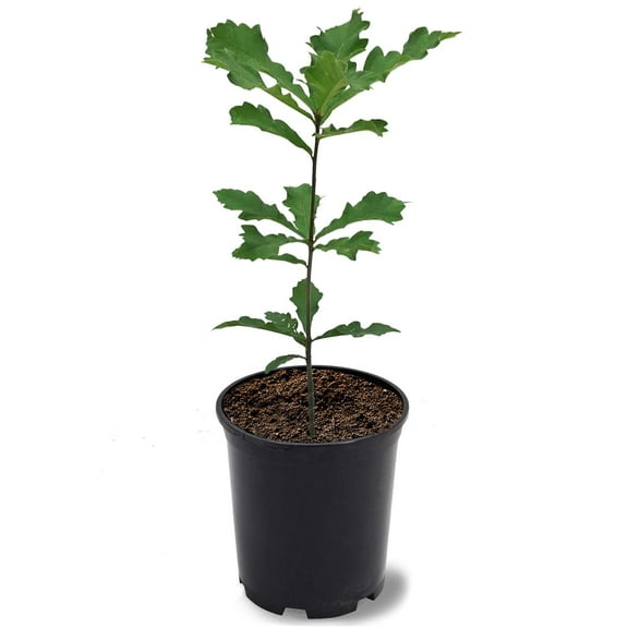 Expert Gardener 1-2 ft. tall Swamp White Oak Live Tree in 1-Gallon Grower Pot