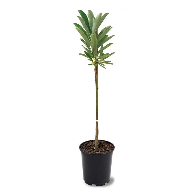 12-18 in. Sweetbay Southern Magnolia in Nursery Pot