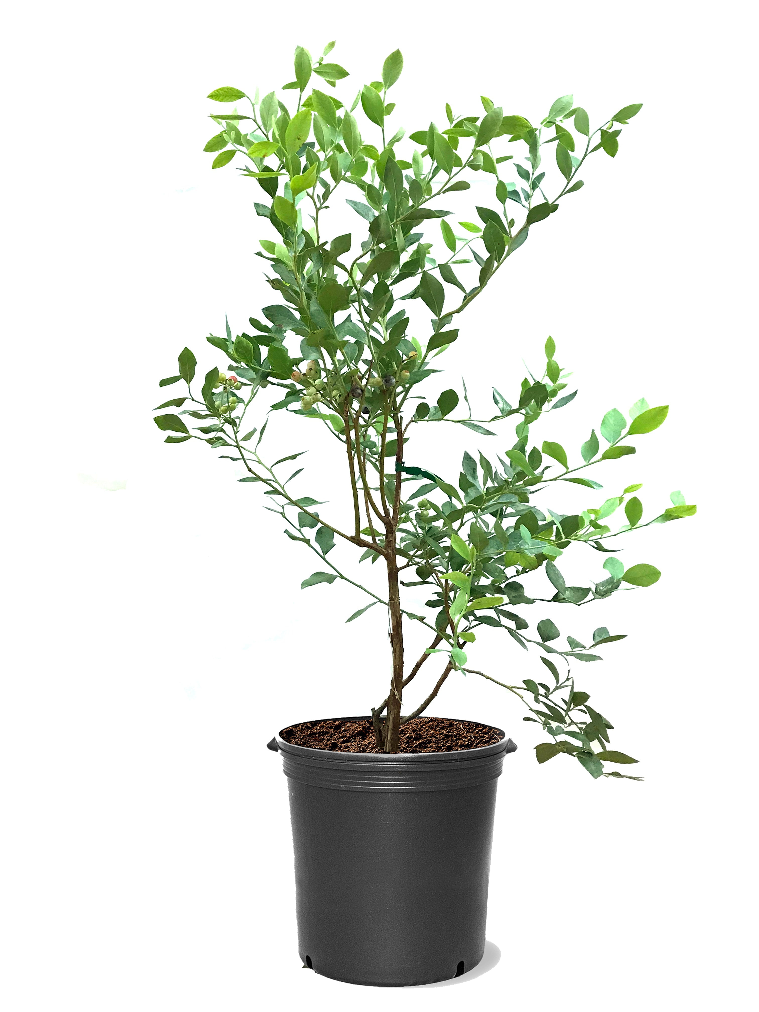 Expert Gardener 1-1.5 ft tall Tifblue Rabbiteye Blueberry Live Shrub in 1-Gallon Grower Pot