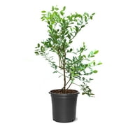 Expert Gardener 1-1.5 ft tall Tifblue Rabbiteye Blueberry Live Shrub in 1-Gallon Grower Pot