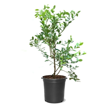 Expert Gardener 12-18 in. tall Tifblue Rabbiteye Blueberry Live Shrub in 1-Gallon Grower Pot