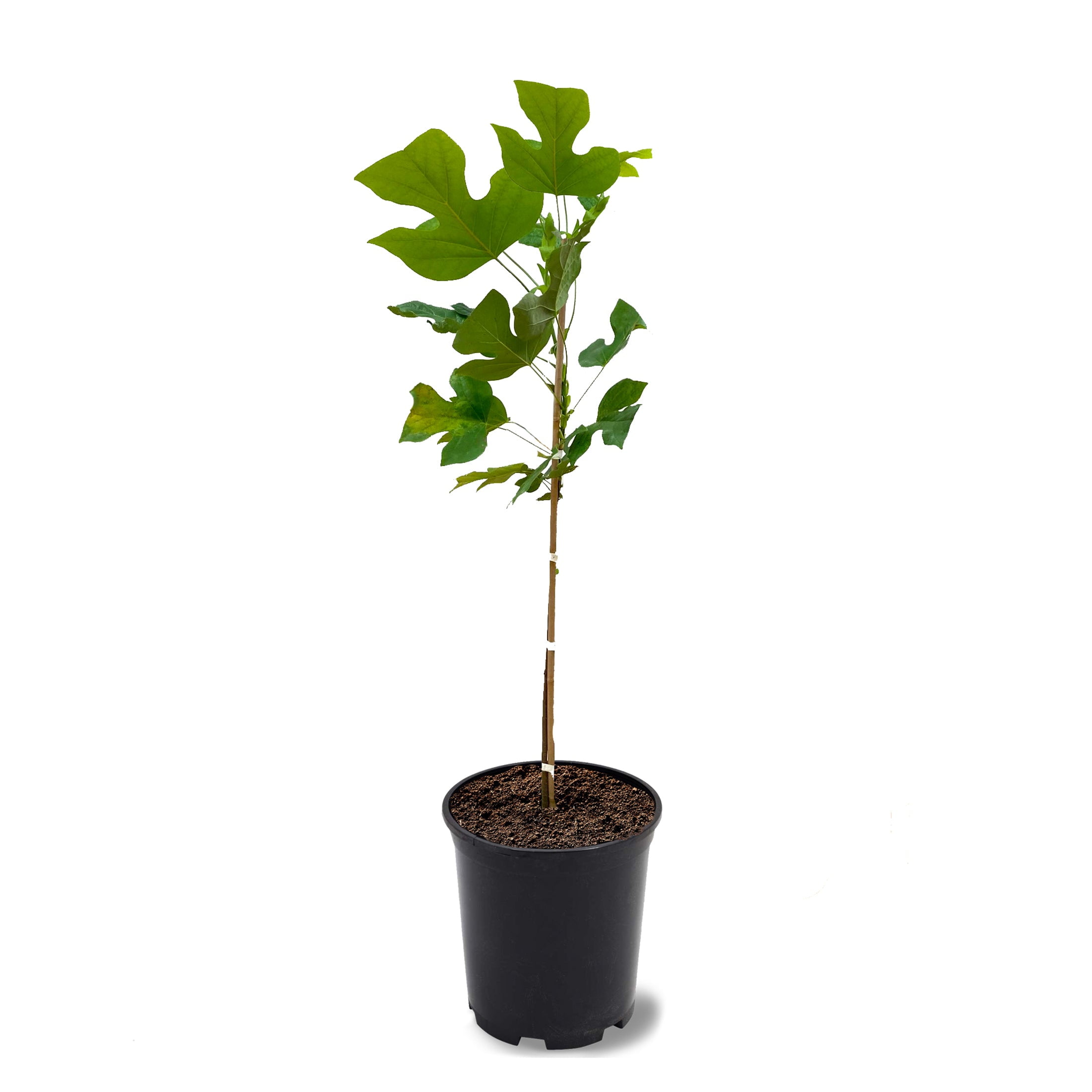 Expert Gardener 1-1.5 ft tall Tulip Poplar Live Tree in 1-Gallon Grower Pot