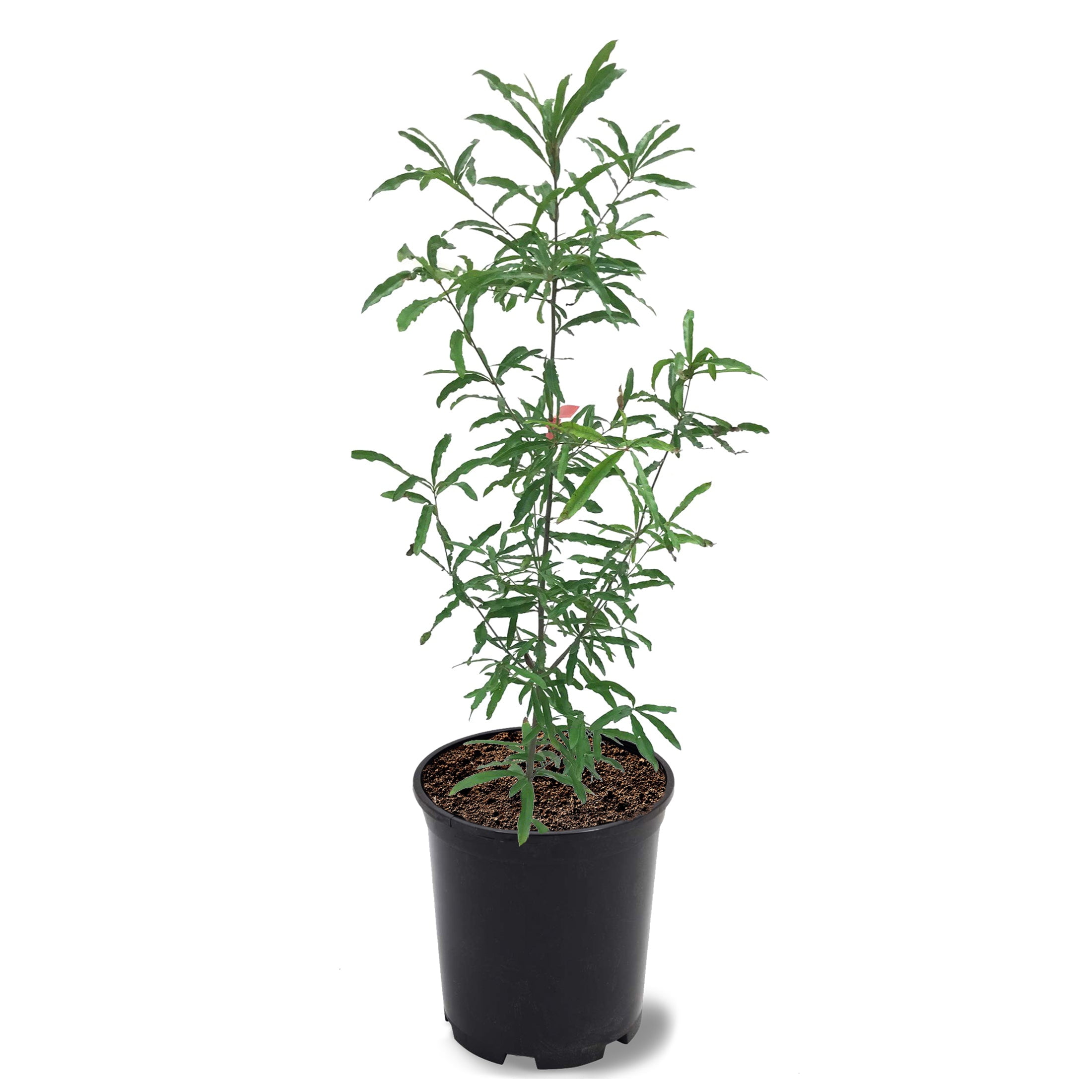 Expert Gardener 1-1.5 ft tall Willow Oak Live Tree in 1-Gallon Grower Pot