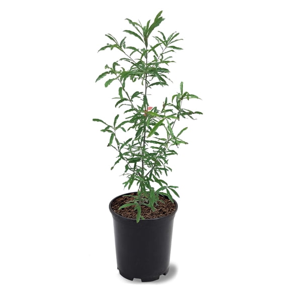 Expert Gardener 1-1.5 ft tall Willow Oak Live Tree in 1-Gallon Grower ...